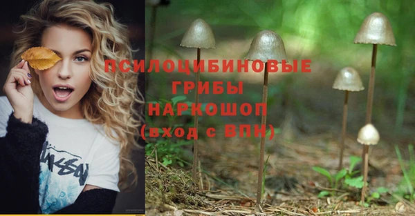 шишки Беломорск